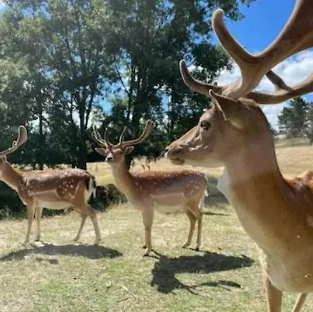 Apartamento Quinta Do Borges 2