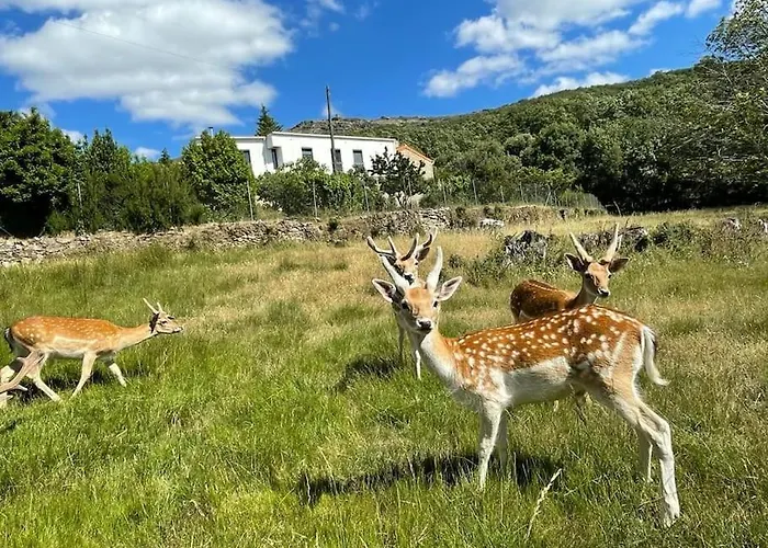 Апартаменты Quinta Do Borges 2 Гуарда