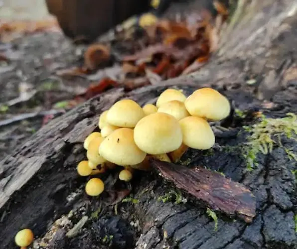 Quinta Do Borges 2 Гуарда